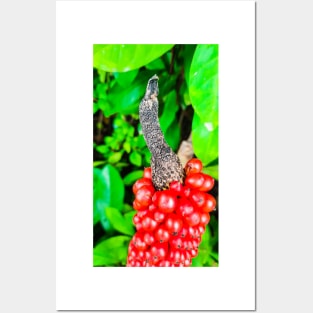 Red peppercorn with bird beak Posters and Art